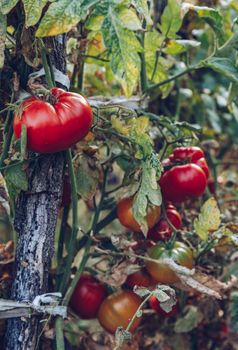 Red and green tomatoes grow on twigs summer. Ripe natural tomatoes growing on a branch in a greenhouse. Ripe garden organic tomatoes ready for picking.