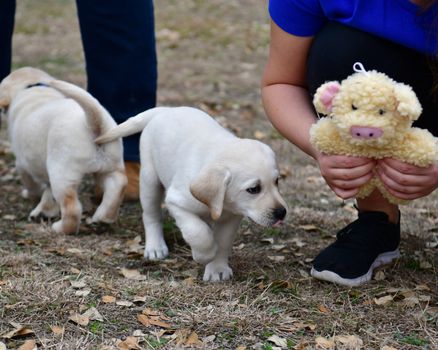 Young Labrador retrievers playing in the Yard. Lab Puppies playing outside for the first time.