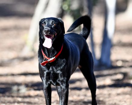 Young Labrador retrievers playing in the Yard. Lab Puppies playing outside for the first time.