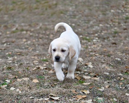 Young Labrador retrievers playing in the Yard. Lab Puppies playing outside for the first time.