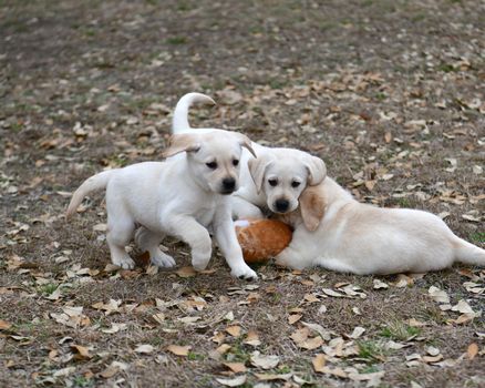 Young Labrador retrievers playing in the Yard. Lab Puppies playing outside for the first time.