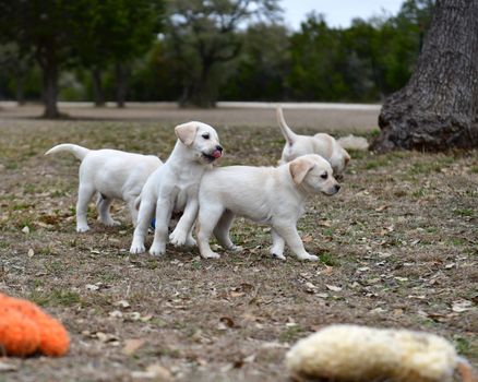 Young Labrador retrievers playing in the Yard. Lab Puppies playing outside for the first time.