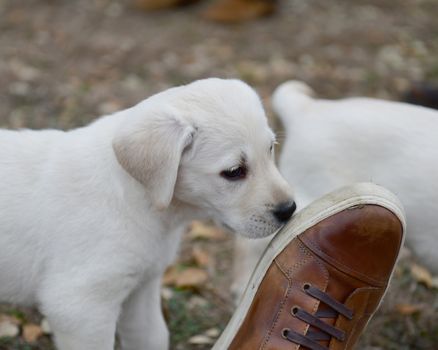 Young Labrador retrievers playing in the Yard. Lab Puppies playing outside for the first time.