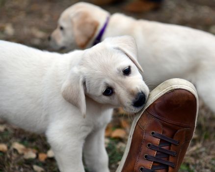 Young Labrador retrievers playing in the Yard. Lab Puppies playing outside for the first time.