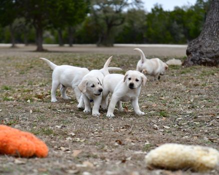 Young Labrador retrievers playing in the Yard. Lab Puppies playing outside for the first time.