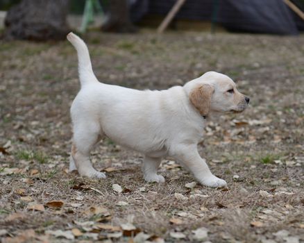 Young Labrador retrievers playing in the Yard. Lab Puppies playing outside for the first time.