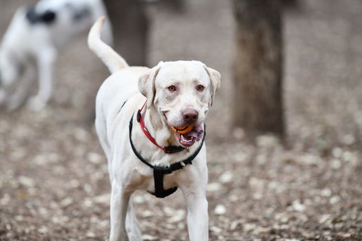 Young Labrador retrievers playing in the Yard. Lab Puppies playing outside for the first time.