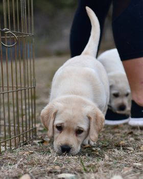 Young Labrador retrievers playing in the Yard. Lab Puppies playing outside for the first time.