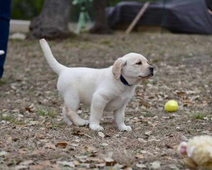 Young Labrador retrievers playing in the Yard. Lab Puppies playing outside for the first time.