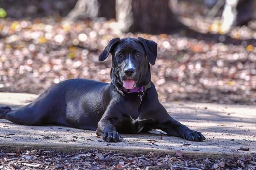 Young Labrador retrievers playing in the Yard. Lab Puppies playing outside for the first time.