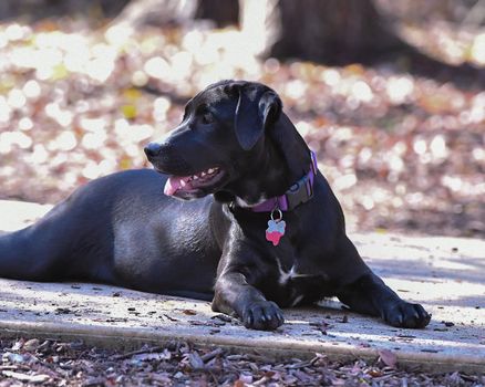 Young Labrador retrievers playing in the Yard. Lab Puppies playing outside for the first time.