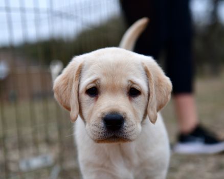 Young Labrador retrievers playing in the Yard. Lab Puppies playing outside for the first time.