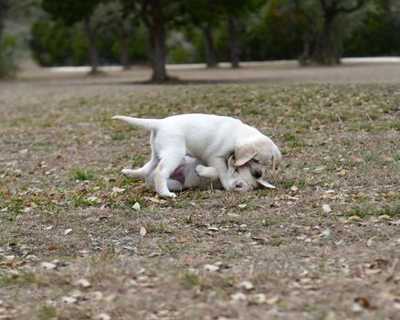 Young Labrador retrievers playing in the Yard. Lab Puppies playing outside for the first time.