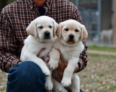 Young Labrador retrievers playing in the Yard. Lab Puppies playing outside for the first time.