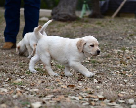 Young Labrador retrievers playing in the Yard. Lab Puppies playing outside for the first time.