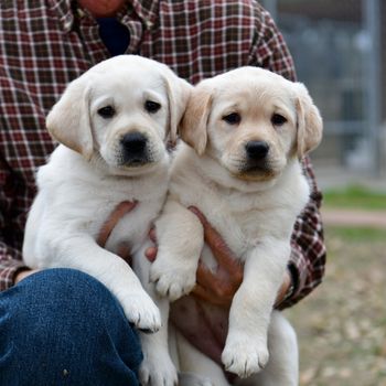 Young Labrador retrievers playing in the Yard. Lab Puppies playing outside for the first time.