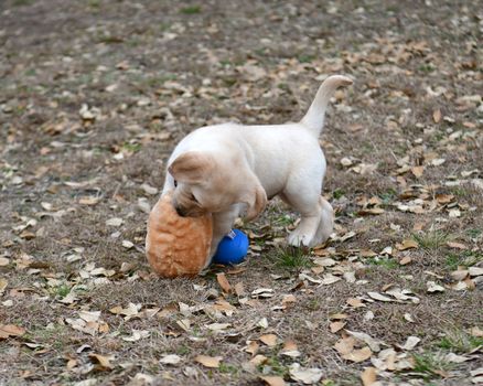 Young Labrador retrievers playing in the Yard. Lab Puppies playing outside for the first time.