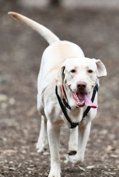 Young Labrador retrievers playing in the Yard. Lab Puppies playing outside for the first time.