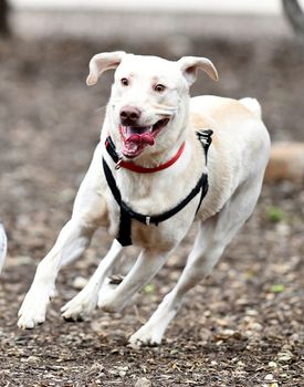 Young Labrador retrievers playing in the Yard. Lab Puppies playing outside for the first time.