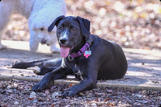 Young Labrador retrievers playing in the Yard. Lab Puppies playing outside for the first time.