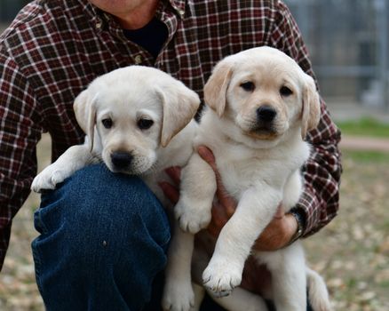 Young Labrador retrievers playing in the Yard. Lab Puppies playing outside for the first time.