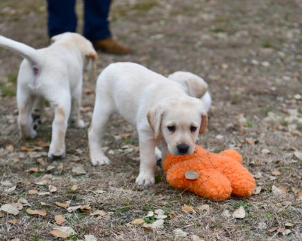 Young Labrador retrievers playing in the Yard. Lab Puppies playing outside for the first time.