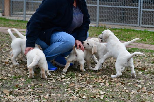 Young Labrador retrievers playing in the Yard. Lab Puppies playing outside for the first time.