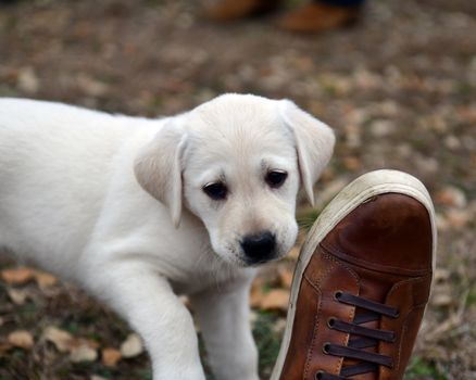 Young Labrador retrievers playing in the Yard. Lab Puppies playing outside for the first time.