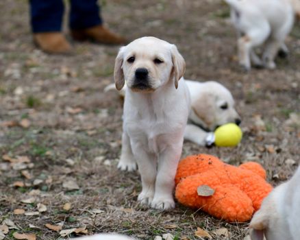 Young Labrador retrievers playing in the Yard. Lab Puppies playing outside for the first time.