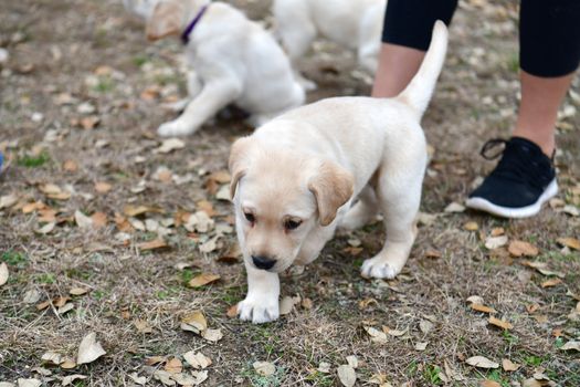 Young Labrador retrievers playing in the Yard. Lab Puppies playing outside for the first time.