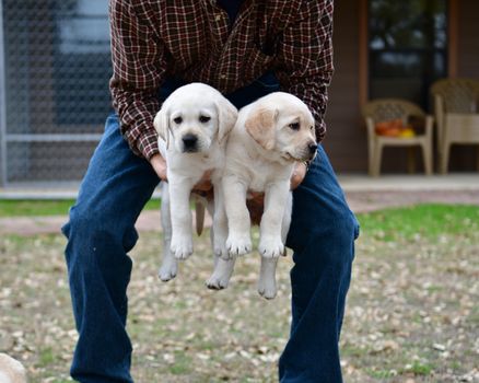 Young Labrador retrievers playing in the Yard. Lab Puppies playing outside for the first time.