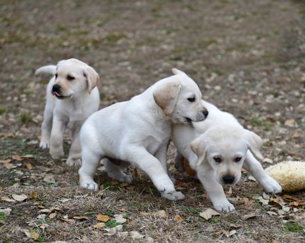 Young Labrador retrievers playing in the Yard. Lab Puppies playing outside for the first time.