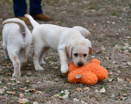 Young Labrador retrievers playing in the Yard. Lab Puppies playing outside for the first time.