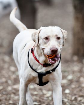 Young Labrador retrievers playing in the Yard. Lab Puppies playing outside for the first time.