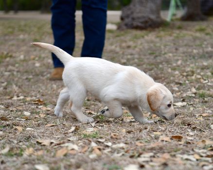 Young Labrador retrievers playing in the Yard. Lab Puppies playing outside for the first time.