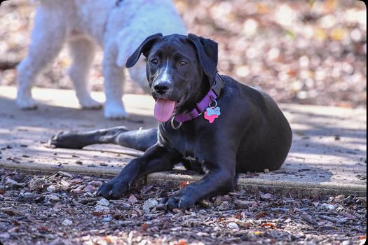 Young Labrador retrievers playing in the Yard. Lab Puppies playing outside for the first time.