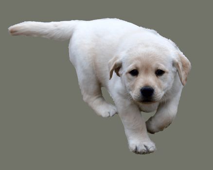 Young Labrador retrievers playing in the Yard. Lab Puppies playing outside for the first time.