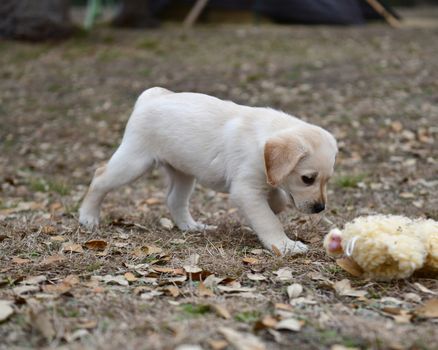 Young Labrador retrievers playing in the Yard. Lab Puppies playing outside for the first time.