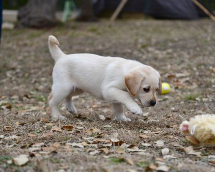 Young Labrador retrievers playing in the Yard. Lab Puppies playing outside for the first time.