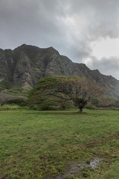 Kaaawa, Oahu, Hawaii, USA. - January 11, 2020: green Portrait with meadow and Koa tree in front of tall brown rocky cliffs under gray cloudscape near Kualoa Ranch area.