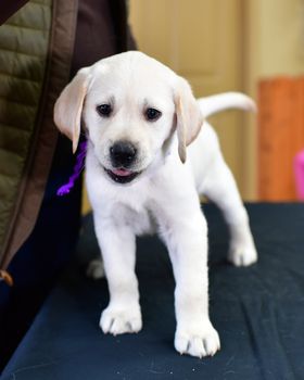 Young Labrador retrievers playing in the Yard. Lab Puppies playing outside for the first time.