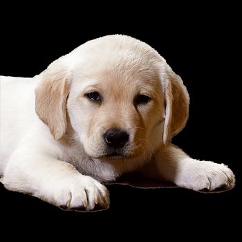 Young Labrador retrievers playing in the Yard. Lab Puppies playing outside for the first time.