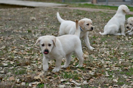 Young Labrador retrievers playing in the Yard. Lab Puppies playing outside for the first time.