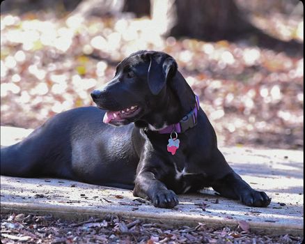 Black Lab in the park