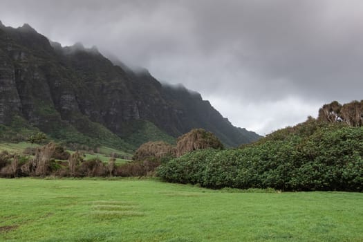 Kaaawa, Oahu, Hawaii, USA. - January 11, 2020: Tree belt separates green meadow from dark brown to black high rocky cliffs on side of Kualoa valley under cloudy rainy sky.
