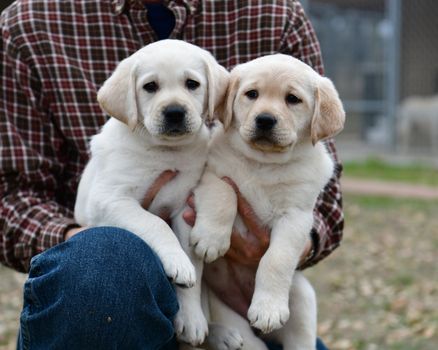 Young Labrador retrievers playing in the Yard. Lab Puppies playing outside for the first time.