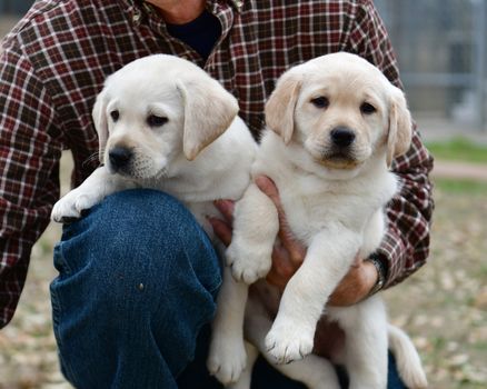 Young Labrador retrievers playing in the Yard. Lab Puppies playing outside for the first time.