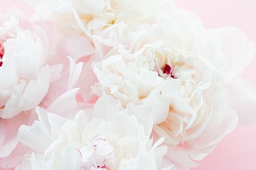 White peony flowers as floral art on pink background, wedding flatlay and luxury branding design