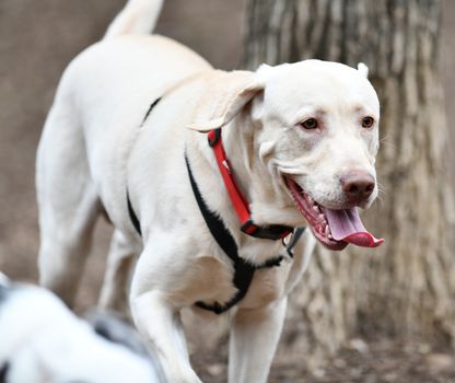 Young Labrador retrievers playing in the Yard. Lab Puppies playing outside for the first time.