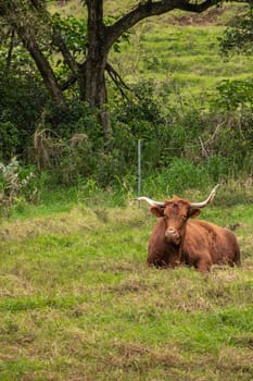 Kaaawa, Oahu, Hawaii, USA. - January 11, 2020: Brown longhorn cattle resting on green meadow with dark tree trunks in back in Kualoa valley.